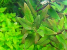 Nesaea triflora